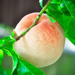 Indian Free White Peach Tree 9 Indian Free White Peach Tree -Brighterblooms Shop Indian Free Peach 4 BB