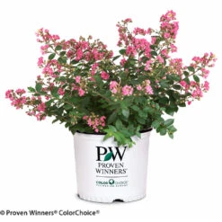 Infinitini® Brite Pink Dwarf Crape Myrtle Tree -Brighterblooms Shop Infinitini Brite Pink Crape Myrtle 2