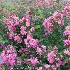 Infinitini® Brite Pink Dwarf Crape Myrtle Tree -Brighterblooms Shop Infinitini Brite Pink Crape Myrtle 3 BB