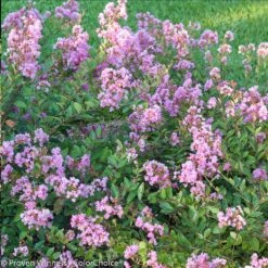 Infinitini® Orchid Dwarf Crape Myrtle Tree -Brighterblooms Shop Infinitini Orchid Crape Myrtle 2