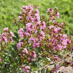 Infinitini® Orchid Dwarf Crape Myrtle Tree -Brighterblooms Shop Infinitini Orchid Crape Myrtle 3