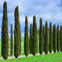 Italian Cypress Tree -Brighterblooms Shop Italian Cypress 1 BB 7cd8d5ae a033 4e1b b34a dcfd22906412