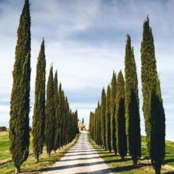 Italian Cypress Tree -Brighterblooms Shop Italian Cypress 4 BB