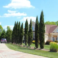 Italian Cypress Tree -Brighterblooms Shop Italian Cypress 6 BB 5365f97a 08c0 438b b627 e5c4149e9dc9