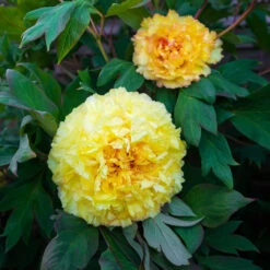 Bartzella Peony 9 Bartzella Peony -Brighterblooms Shop Itoh Peony Bartzella 3 BB