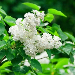 Ivory Silk Japanese Lilac Tree -Brighterblooms Shop Ivory Silk Lilac 2