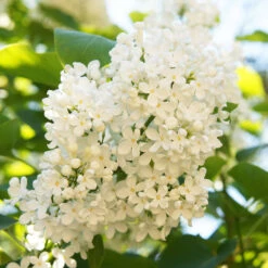Ivory Silk Japanese Lilac Tree -Brighterblooms Shop Ivory Silk Lilac 4