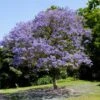 Jacaranda Tree -Brighterblooms Shop Jacaranda 2