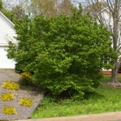 Jane Magnolia Tree -Brighterblooms Shop Jane Saucer Magnola 5 BB