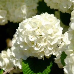 Japanese Snowball Bush -Brighterblooms Shop Japanese VIburnum 6