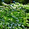 Japanese Snowball Bush -Brighterblooms Shop Japanese VIburnum BB 600x600 1e4cb826 059a 4e79 8e22 1dcc1c7fc6d7