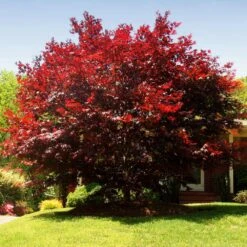 Emperor Japanese Maple Tree 11 Emperor Japanese Maple Tree -Brighterblooms Shop Japanese Maple Emperor 3 BB