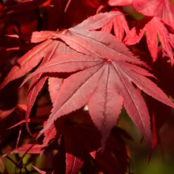 Emperor Japanese Maple Tree 10 Emperor Japanese Maple Tree -Brighterblooms Shop Japanese Maple Emperor 6