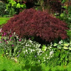 Red Dragon Japanese Maple Tree -Brighterblooms Shop Japanese Maple Red Dragon 4 BB