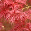 Red Dragon Japanese Maple Tree -Brighterblooms Shop Japanese Maple Red Dragon BB 600x600 fc4793f8 8cd7 48ff 8a91 937828e60a65