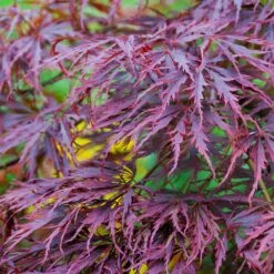 Tamukeyama Japanese Maple Tree -Brighterblooms Shop Japanese Maple Tamukayama 3