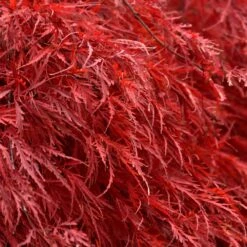 Tamukeyama Japanese Maple Tree -Brighterblooms Shop Japanese Maple Tamukayama 5