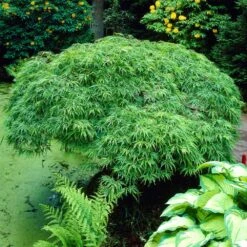 Weeping Japanese Maple Tree -Brighterblooms Shop Japanese Maple Viridis 1 BB