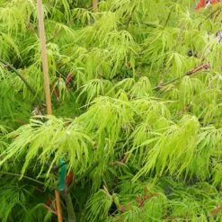 Weeping Japanese Maple Tree -Brighterblooms Shop Japanese Maple Viridis 2