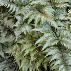 Japanese Painted Fern -Brighterblooms Shop Japanese Painted Fern 3 BB