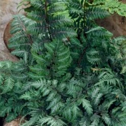 Japanese Painted Fern -Brighterblooms Shop Japanese Painted Fern 5
