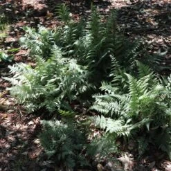 Japanese Painted Fern -Brighterblooms Shop Japanese Painted Fern 6