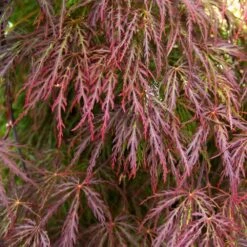 Red Select Japanese Maple -Brighterblooms Shop Japanese Red Select 3