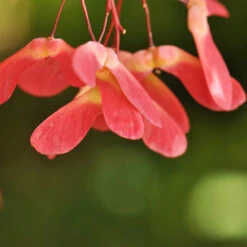 Red Select Japanese Maple -Brighterblooms Shop Japanese Red Select 4