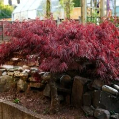 Red Select Japanese Maple -Brighterblooms Shop Japanese Red Select 6 BB