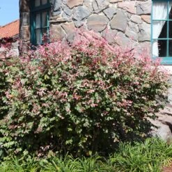 Jazz Hands® Variegated Loropetalum -Brighterblooms Shop Jazz Hands loropetalum 2 BB