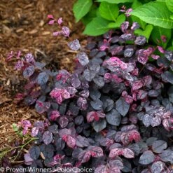 Jazz Hands® Variegated Loropetalum -Brighterblooms Shop Jazz Hands loropetalum 5 BB