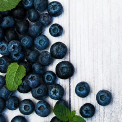 Jewel Blueberry Bush -Brighterblooms Shop Jewel Blueberry 2