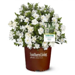Jubilation™ Gardenia Shrub 9 Jubilation™ Gardenia Shrub -Brighterblooms Shop Jubilation Gardenia 1