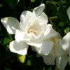 Jubilation™ Gardenia Shrub -Brighterblooms Shop Jubilation Gardenia BB 600x600 cc8bbbad 2fce 4360 aac5 e8660c986f53