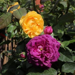 Julia Child And Ebb Tide™ Two-fer® Rose Tree