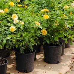 Julia Child Rose -Brighterblooms Shop Julia Child Rose 7