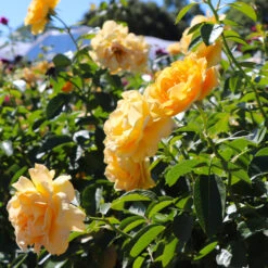 Julia Child Standard Rose Tree -Brighterblooms Shop Julia Child Rose Tree 8