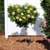 Julia Child Standard Rose Tree 1 Julia Child Standard Rose Tree -Brighterblooms Shop Julia Child Rose Tree BB 600x600 35ce3750 8e23 4b8c bcd7 d73bd2717ce7