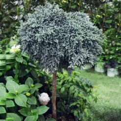 Blue Star Juniper Tree 8 Blue Star Juniper Tree -Brighterblooms Shop Juniper BLue Star Standard