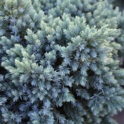 Blue Star Juniper Tree 9 Blue Star Juniper Tree -Brighterblooms Shop Juniper BLue Star Standard 1 BB