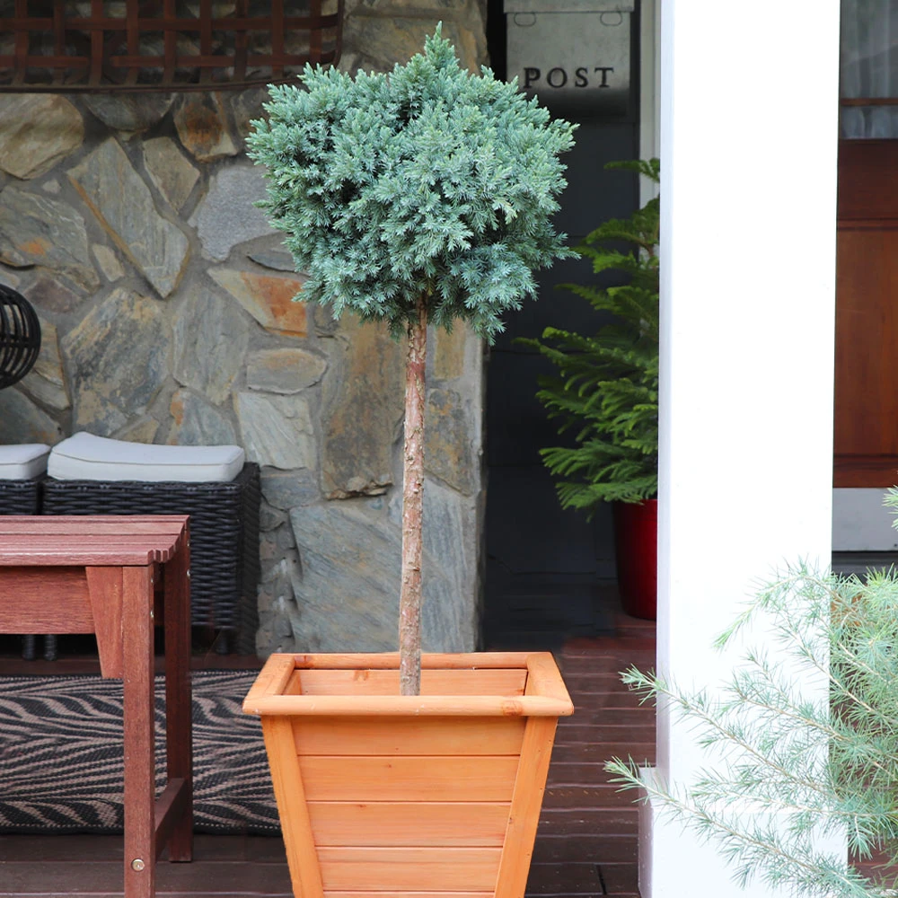 Blue Star Juniper Tree 4 Blue Star Juniper Tree - Image 2