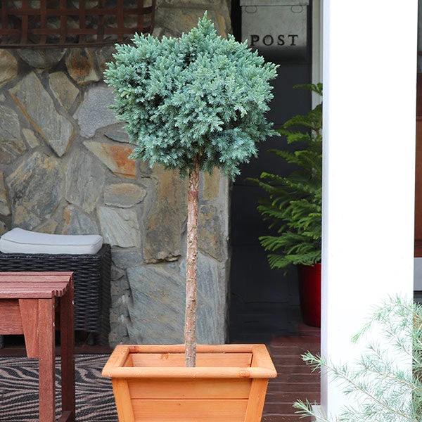 Blue Star Juniper Tree 3 Blue Star Juniper Tree