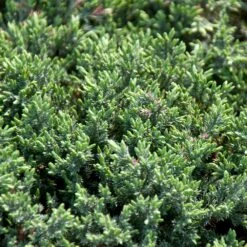 Blue Pacific Juniper Shrub -Brighterblooms Shop Juniper Blue Pacific 4 BB