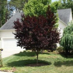 Krauter Vesuvius Flowering Plum Tree -Brighterblooms Shop KV Flowering Plum 3