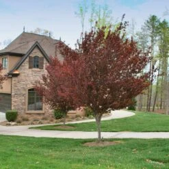 Krauter Vesuvius Flowering Plum Tree -Brighterblooms Shop KV Flowering Plum 4