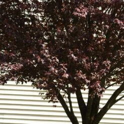 Krauter Vesuvius Flowering Plum Tree -Brighterblooms Shop KV Flowering Plum 5