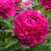 Karl Rosenfield Peony -Brighterblooms Shop Karl Rosenfield Peony BB 600x600 b596a0a5 58ad 4207 8b74 a4a8b8b2d4ce