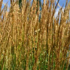 Karl Foerster Grass -Brighterblooms Shop Karl Foerster Grass 2