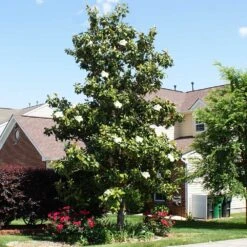 Kay Parris Magnolia -Brighterblooms Shop Kay Parris 1 BB