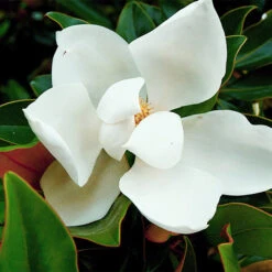 Kay Parris Magnolia